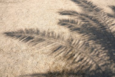 Palm leaf shadow on sand. High Resolution surface for pattern and background. Blank template for advertising lettering, rough material, grungy textured background closeup.
