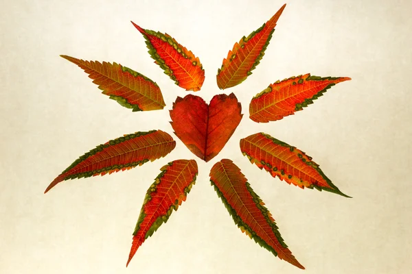 Isolerade röda hjärtformade blad på vit — Stockfoto