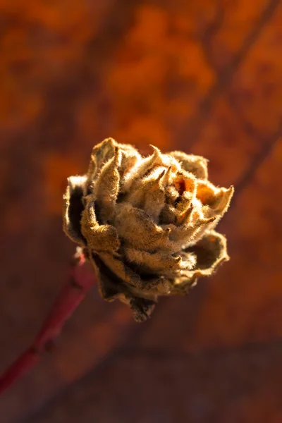 Primer plano de una rosa silvestre seca — Foto de Stock