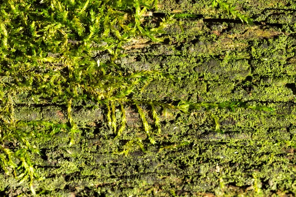 Moss i trä textur bakgrund — Stockfoto