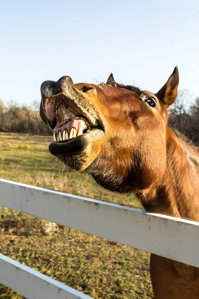 Cavalo rindo engraçado com olhos castanhos pretos e focinho