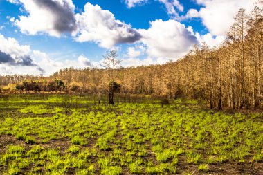 Yangından sonra büyütme orman