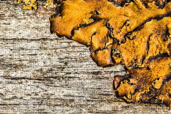 Wood background with lichen — Stock Photo, Image