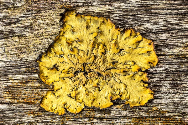 Wood background with lichen — Stock Photo, Image