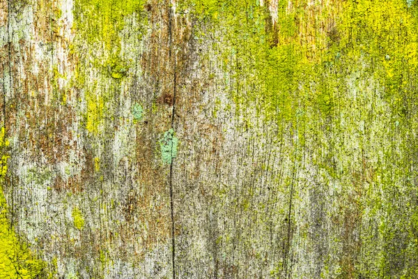 Wood background with lichen — Stock Photo, Image