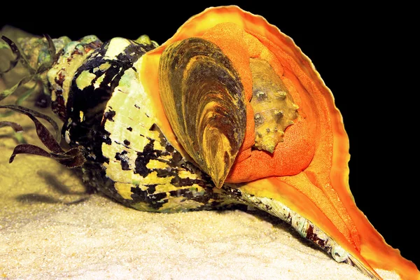 Paard conch — Stockfoto