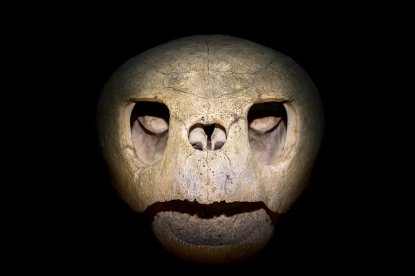 Turtle skull — Stock Photo, Image