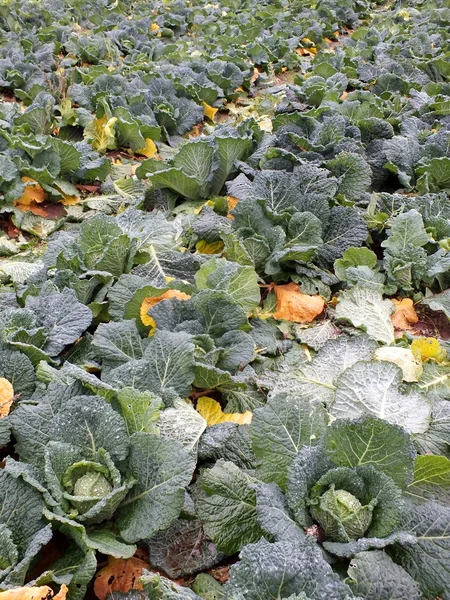 Campo di cavolo — Foto Stock