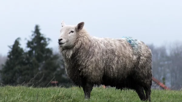 Yorkshire ovce — Stock fotografie