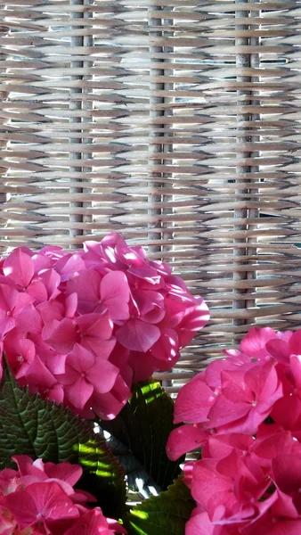 Hortênsia rosa — Fotografia de Stock