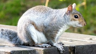 Piknik bankta gri sincabı