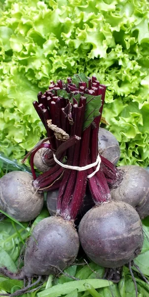 Rote Bete und Grünzeug aus biologischem Anbau — Stockfoto