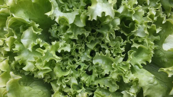 Lettuce — Stock Photo, Image