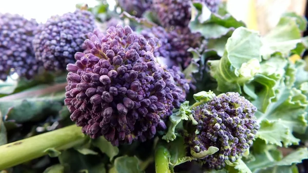 Purple Sprouting Broccoli — Stock Photo, Image