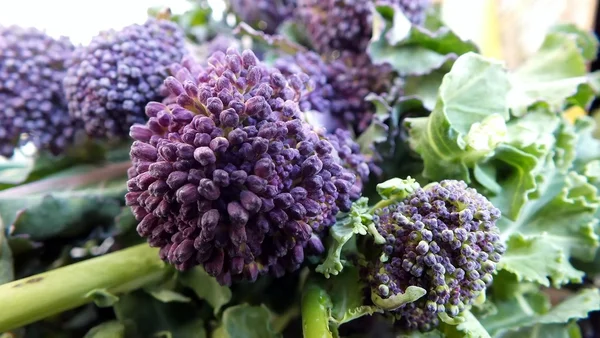 Broccoli a germoglio viola Immagini Stock Royalty Free