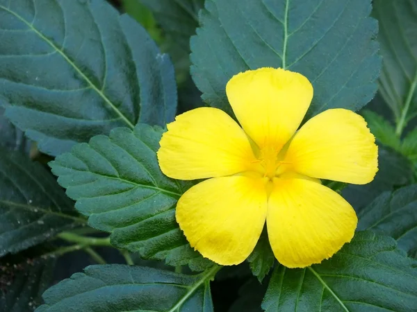 Yellow Hibiscus — Stock Photo, Image