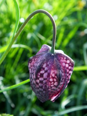 ormanda fritillari