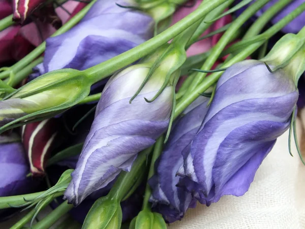 Lisianthus — Stok fotoğraf