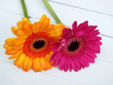 Pink and orange gerbera laying on white wooden floorboards