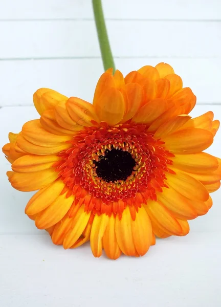 Oranje één gerbera op witte houten vloer te leggen — Stockfoto