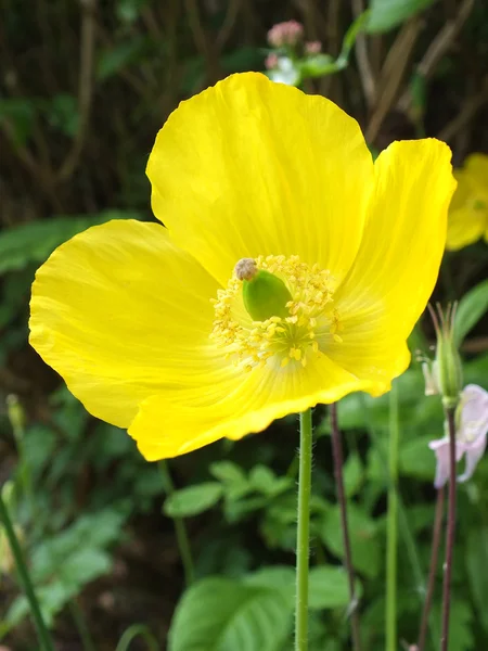 Yellow single poppy in spring garden — Stock Photo, Image