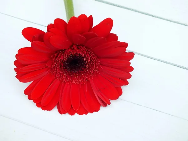 Red single gerbera laying on white wooden floorboards — Stock Photo, Image