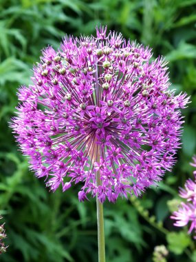 Allium ' Globemaste
