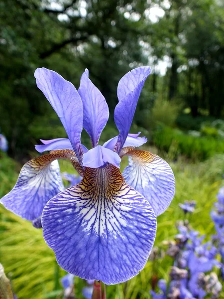 Purple Iris — Stock Photo, Image