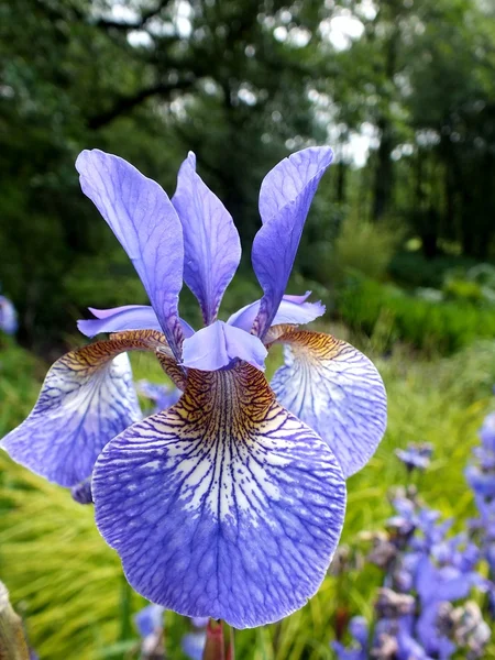 Paarse iris — Stockfoto