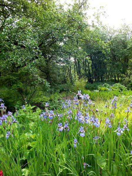 Purple Iris field — Stock Photo, Image
