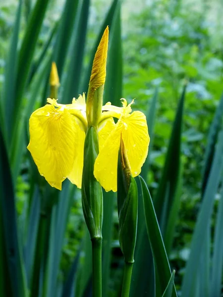 Iris amarillo —  Fotos de Stock