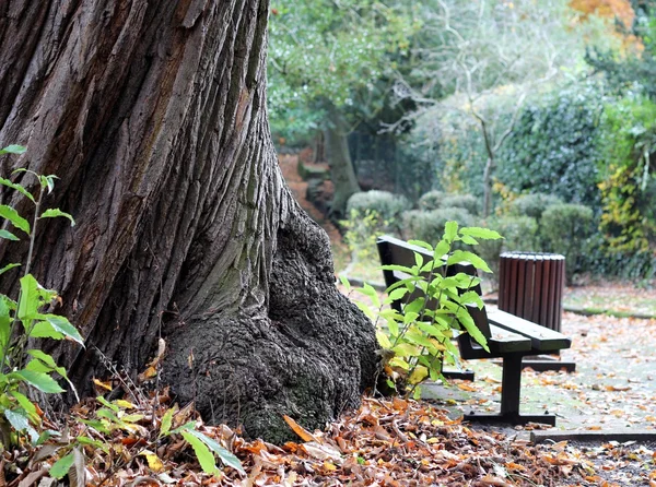 Old Tree in the Park — Stock Photo, Image