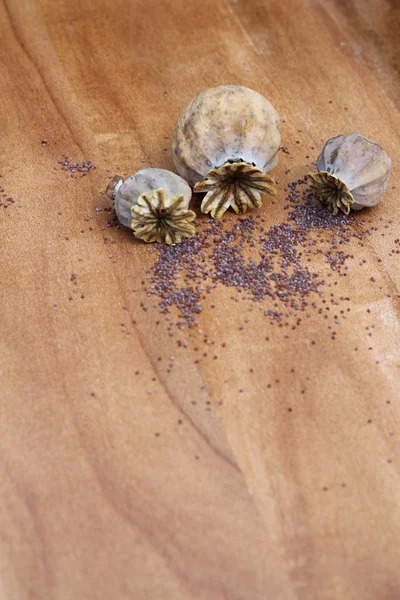 Poppy Seed and heads — Stock Photo, Image