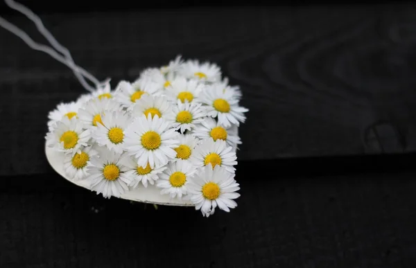 Daisy Heart — Stock Photo, Image