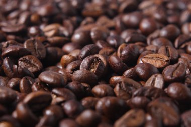 robusta kahve çekirdekleri