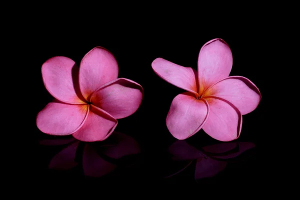 Frangipani rojo sobre fondo negro — Foto de Stock