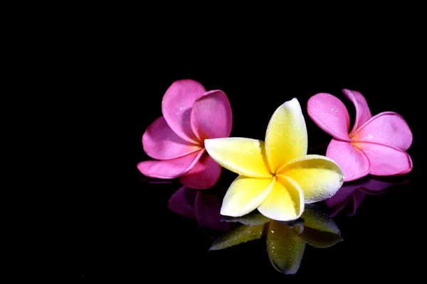 Tres Frangipani sobre fondo negro — Foto de Stock