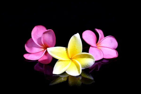 Tres Frangipani sobre fondo negro — Foto de Stock