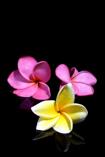 Tres Frangipani sobre fondo negro — Foto de Stock