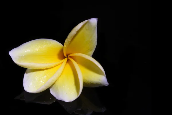 White Yellow Frangipani on Black Background — Stock Photo, Image