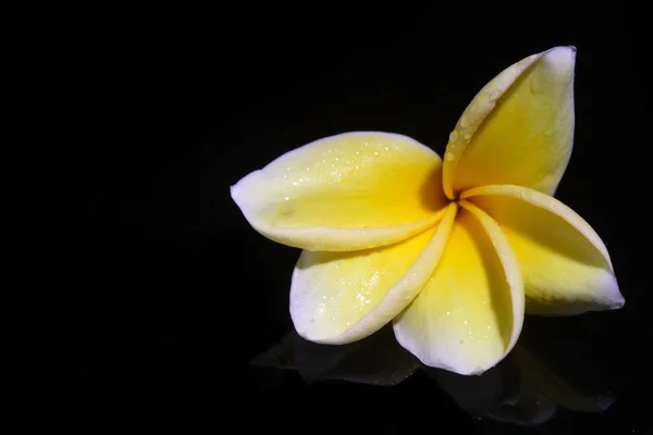 Siyah zemin üzerine beyaz sarı frangipani — Stok fotoğraf