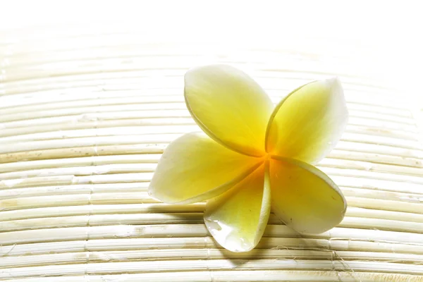 Frangipani amarelo branco — Fotografia de Stock