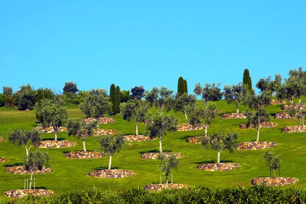 Оливковые деревья на травяном холме — стоковое фото