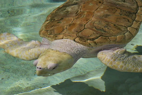 Морская черепаха Альбино Стоковое Фото
