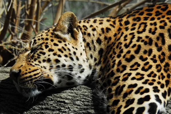 Uyuyan leopar