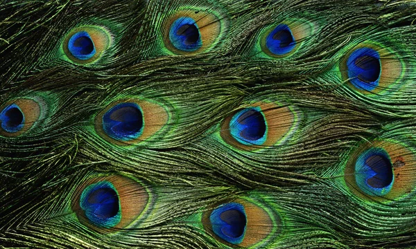 Texture Feathers Peacock — Stock Photo, Image