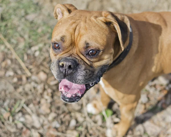 Boxer raça cão está de pé olhando em algo — Fotografia de Stock