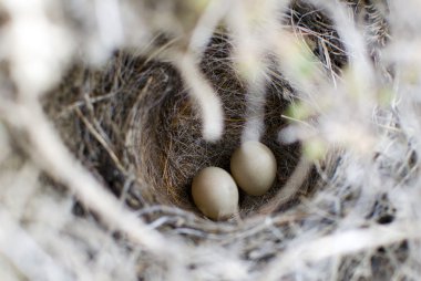 Bozkır kuşlar yuva ile iki yumurta