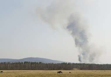 ormanda yangın. tunkinsaya Vadisi, buryatia