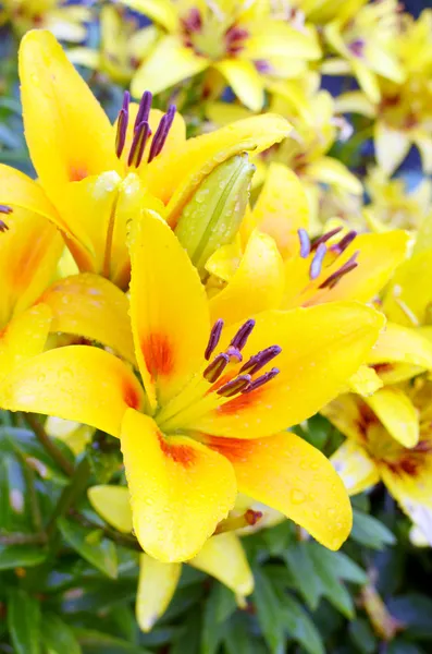 Garden yellow lily flowers — Stock Photo, Image